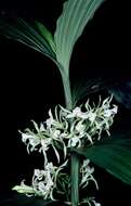 Image of White cinnamon orchid