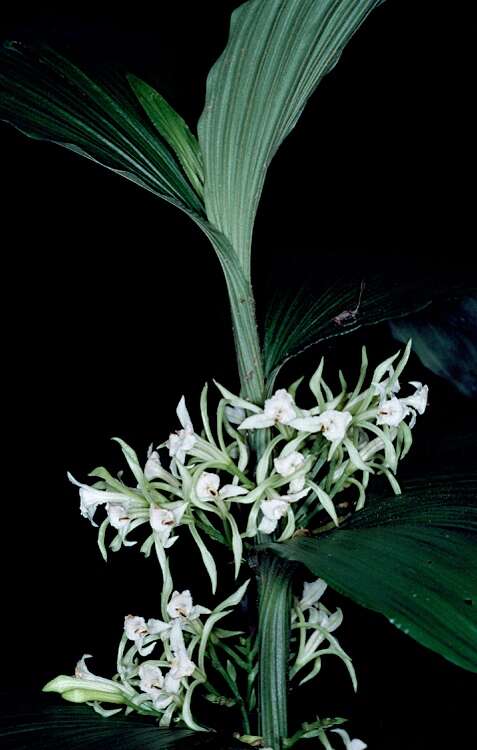 Image of White cinnamon orchid