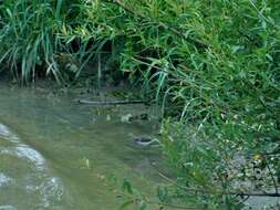 Image of Green Sandpiper