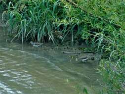 Image of Green Sandpiper