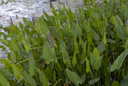 Image of pickerelweed