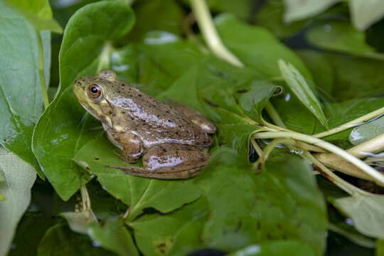 Image of American Bullfrog