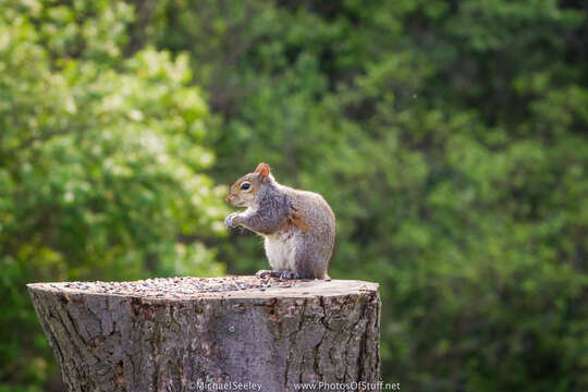 Image of Palearctic Tree Squirrels