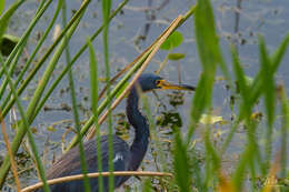 Image de Aigrette tricolore