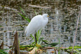 Image de Aigrette neigeuse