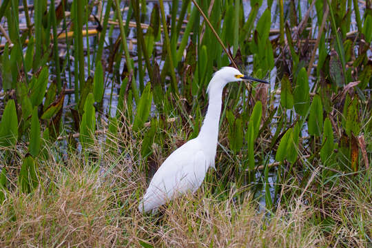 Image of Snowy Egret