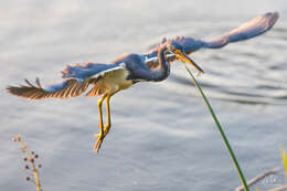 Image de Aigrette tricolore