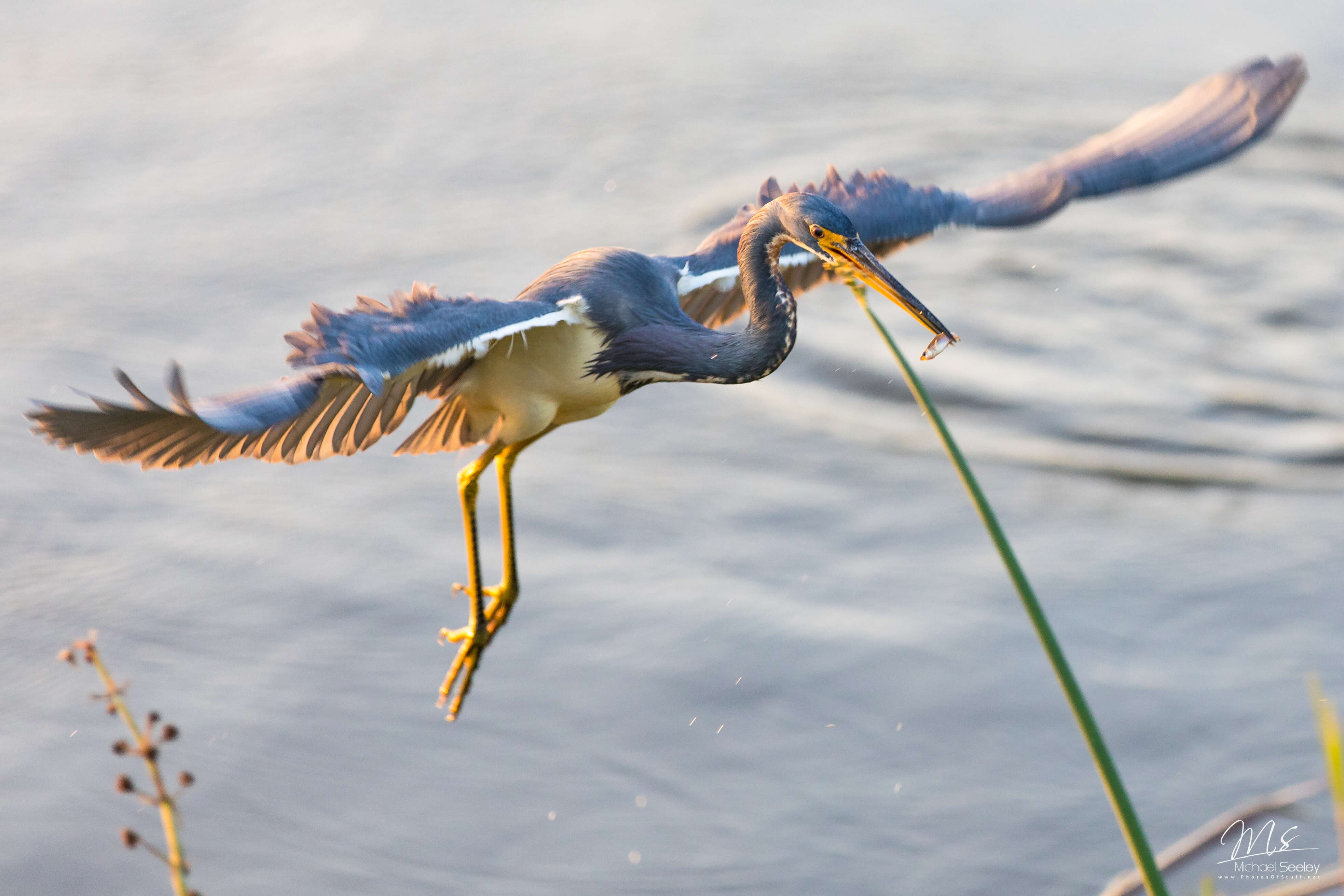 Image de Aigrette tricolore