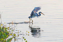 Image de Aigrette tricolore