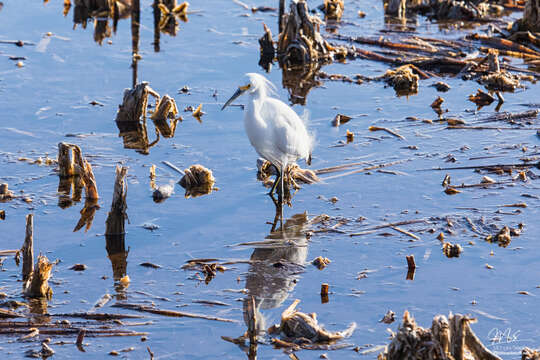 Image of Snowy Egret