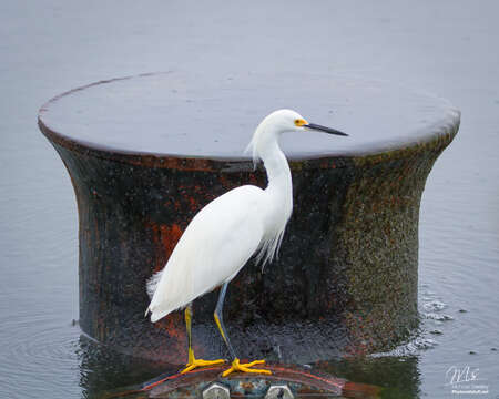 Image of Snowy Egret