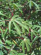 Image of cassava