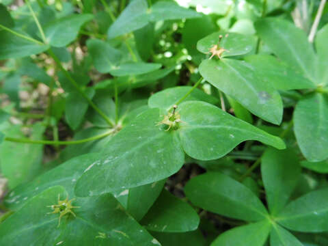 Image of Siebold's spurge