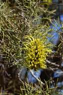 Image of Hakea divaricata L. A. S. Johnson