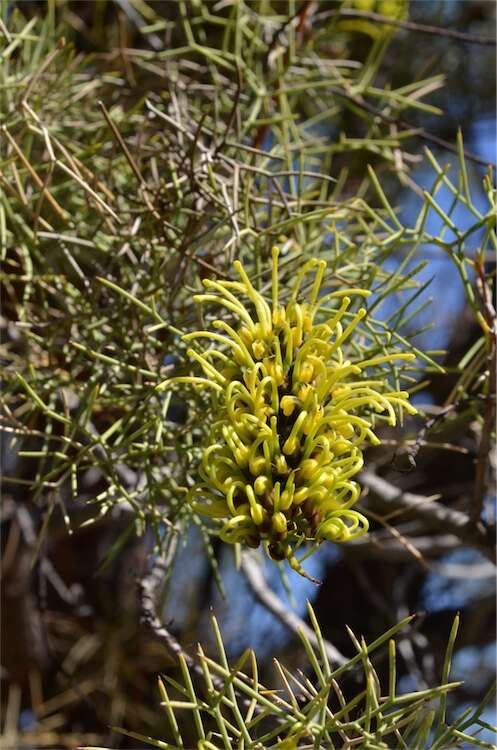 Image of Hakea divaricata L. A. S. Johnson