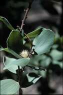 Image of Hakea elliptica (Sm.) R. Br.