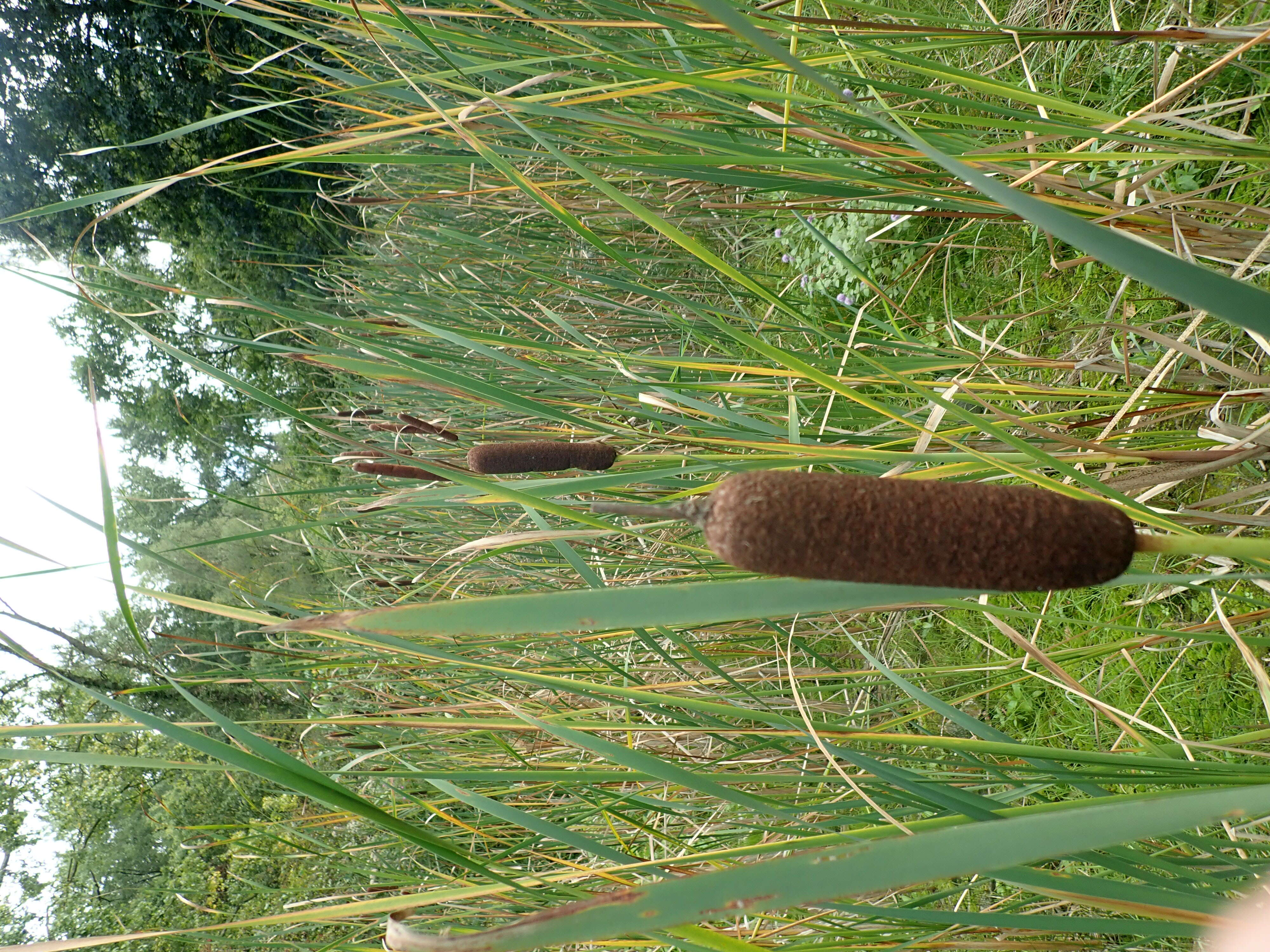 Image of broadleaf cattail