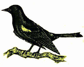 Image of Yellow-shouldered Blackbird