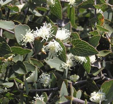 Image of Hakea ferruginea Sweet