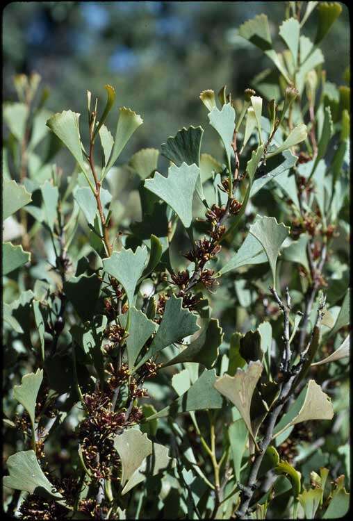 Image de Hakea flabellifolia Meissn.