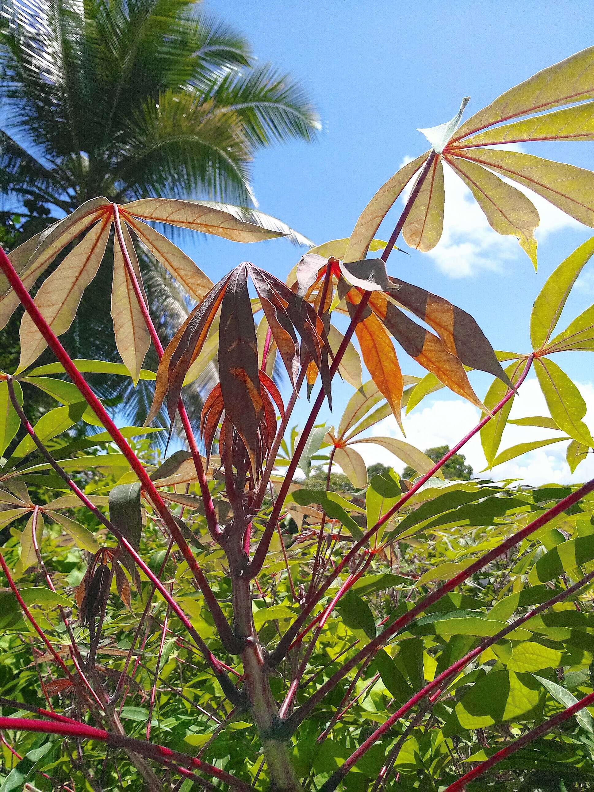 Image of cassava