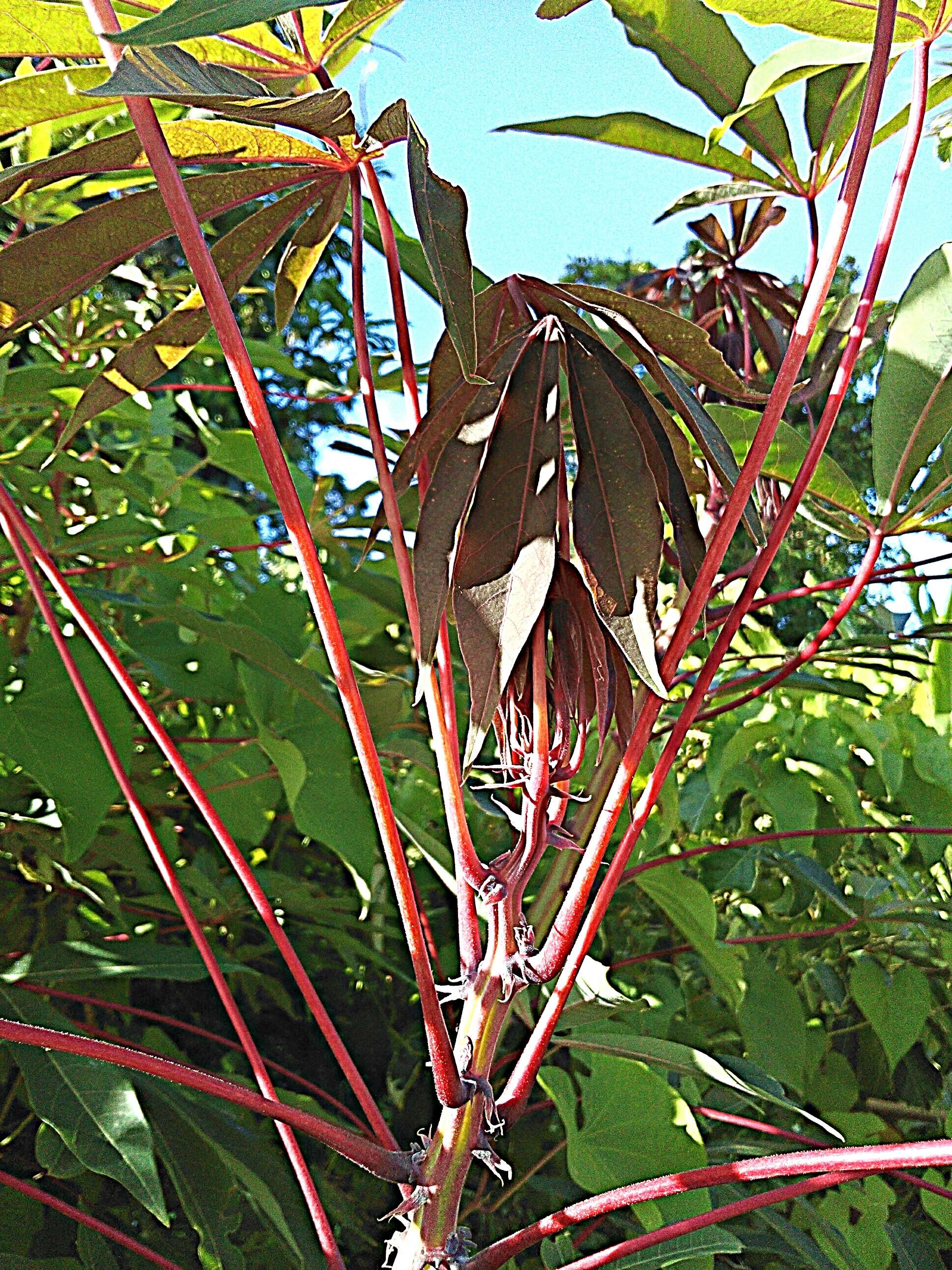 Image of cassava