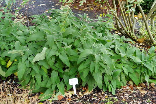 Image of shrubby Jerusalem sage