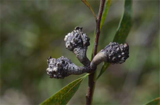 Image of Hakea hookeriana Meissn.