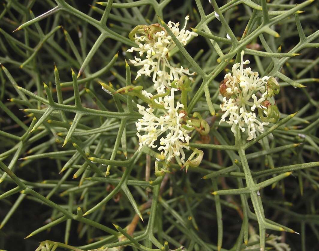 Image of Hakea horrida C. Gardner ex R. M. Barker