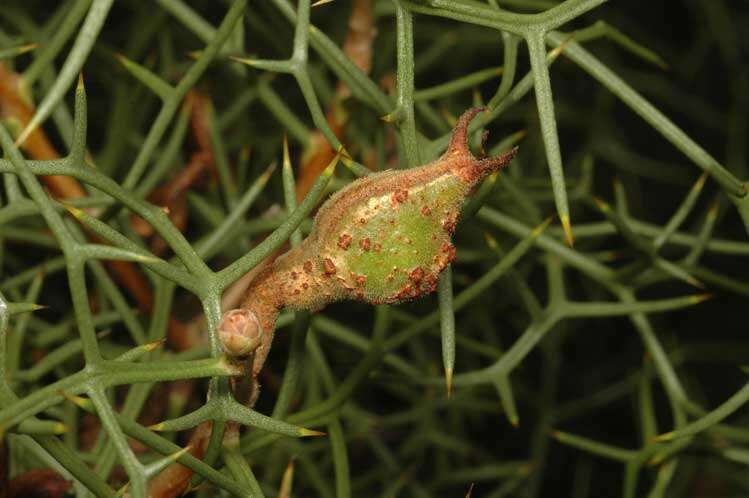 Image of Hakea horrida C. Gardner ex R. M. Barker