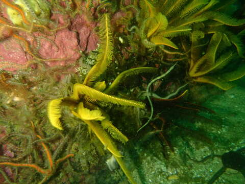 Image of Common brittlestar