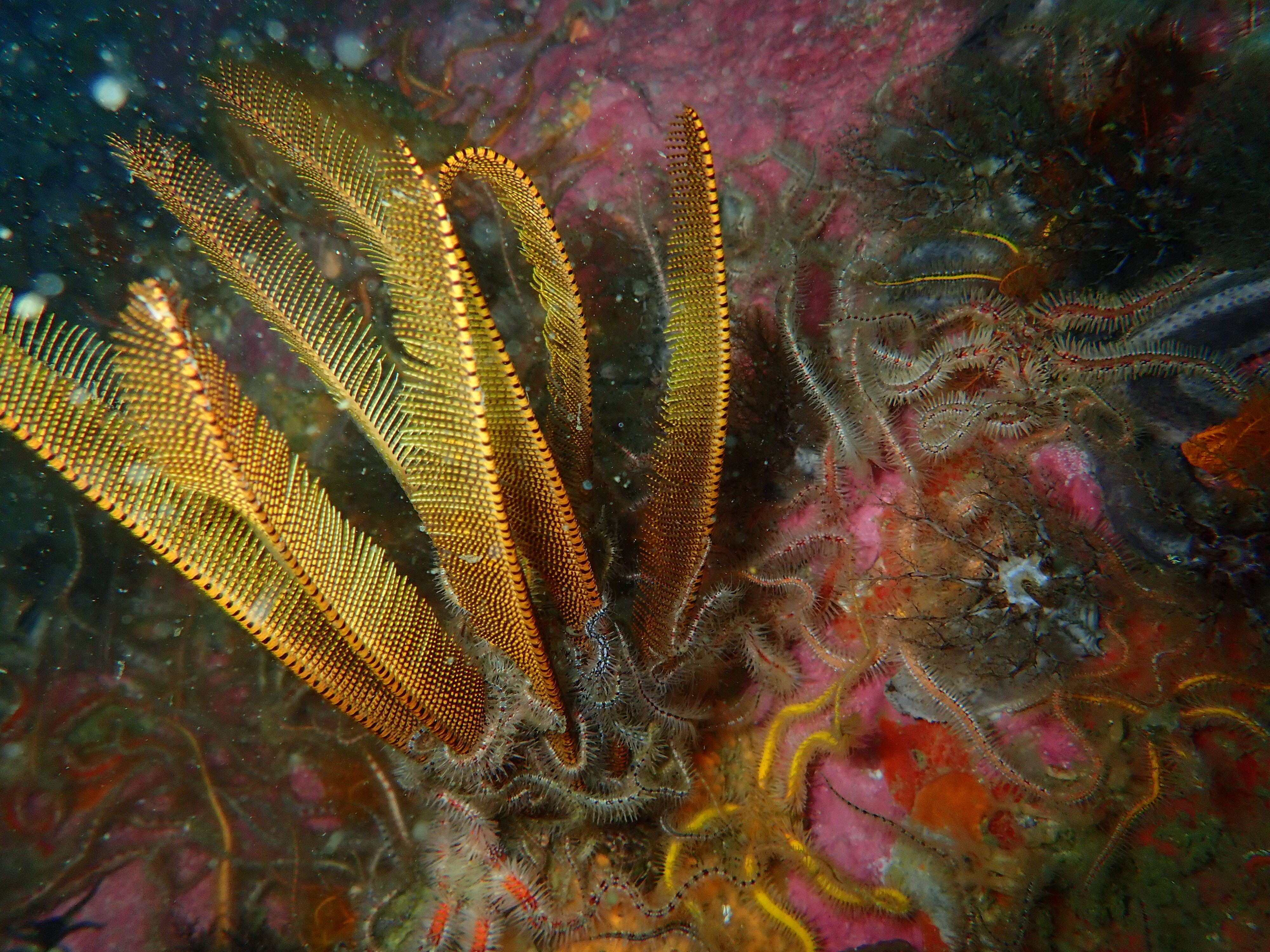 Image of elegant feather star