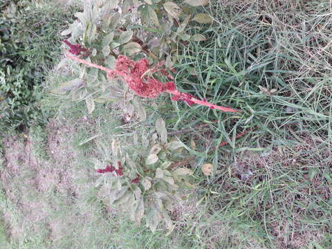 Plancia ëd Amaranthus tricolor L.