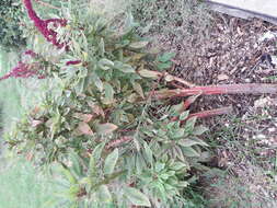 Imagem de Amaranthus tricolor L.