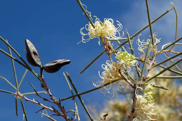 Image of pincushion tree