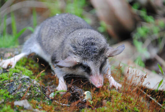 Image of Elegant Fat-tailed Mouse Opossum