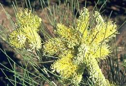 Image of Bootlace oak