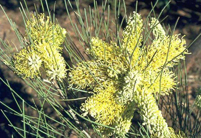 Image of Bootlace oak