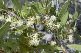 Image of pincushion tree