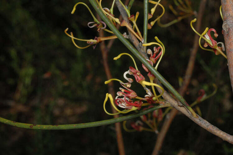 Image of pincushion tree