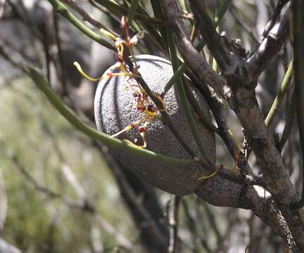 Image of Hakea platysperma Hook.