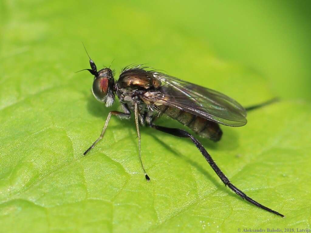 Imagem de Rhaphium crassipes (Meigen 1824)