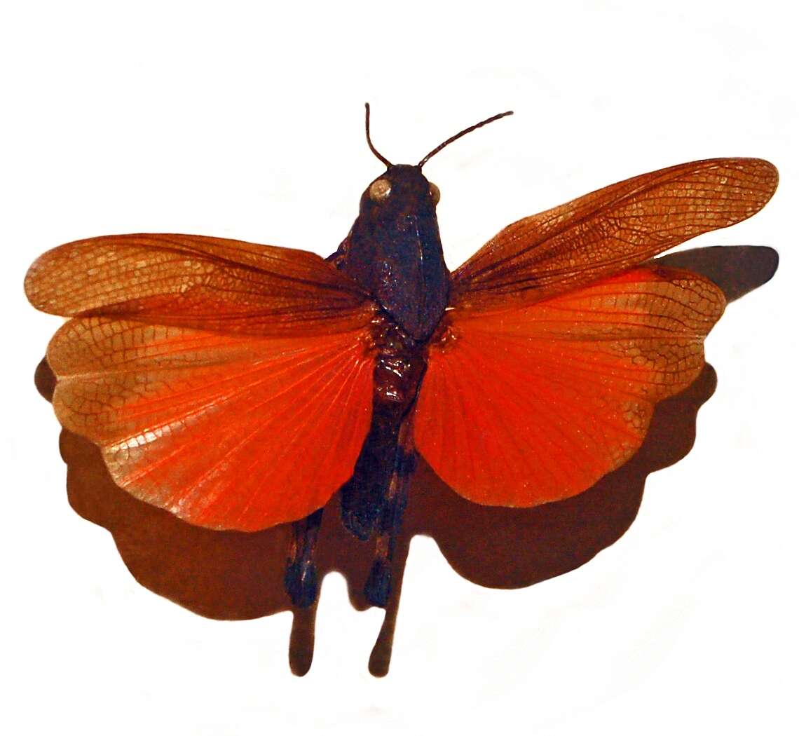 Image of Psophus