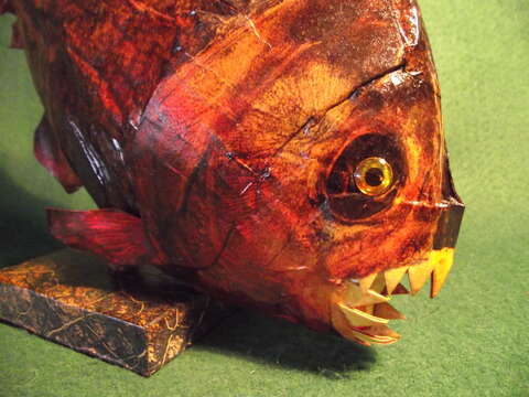 Image of Red-bellied piranha