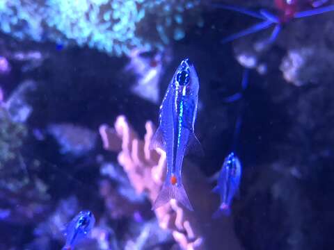 Image of Red-spot cardinalfish