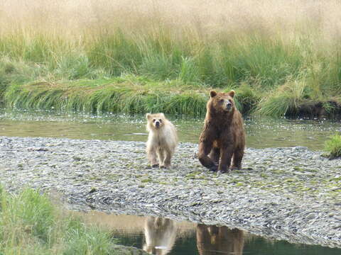 Image of Ursus arctos sitkensis Merriam 1896