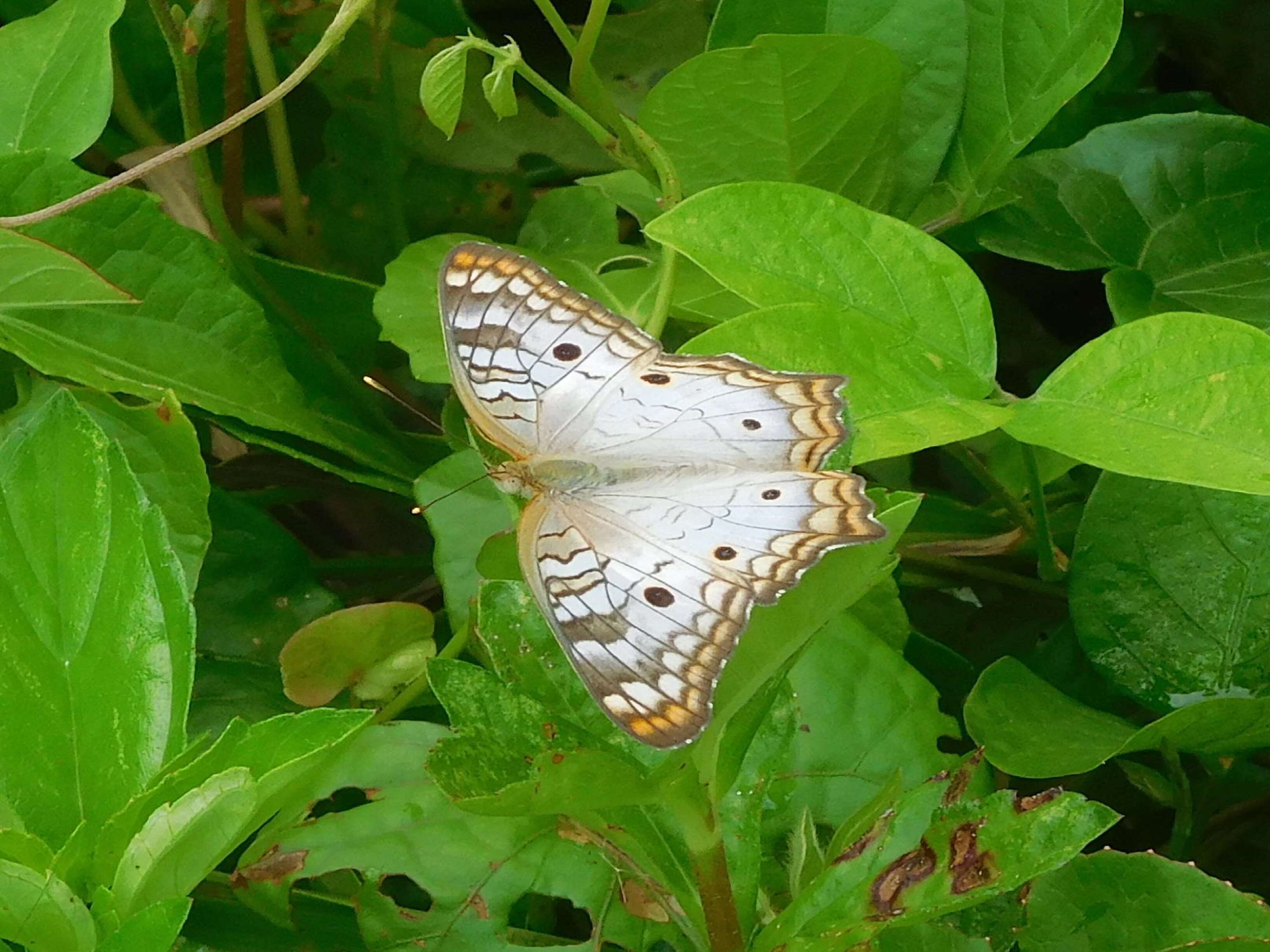 Image of White Peacock