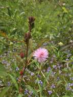 Image of Sensitive Plant