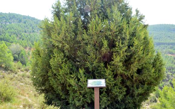 Слика од Juniperus phoenicea L.