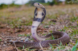 Image of Indian cobra